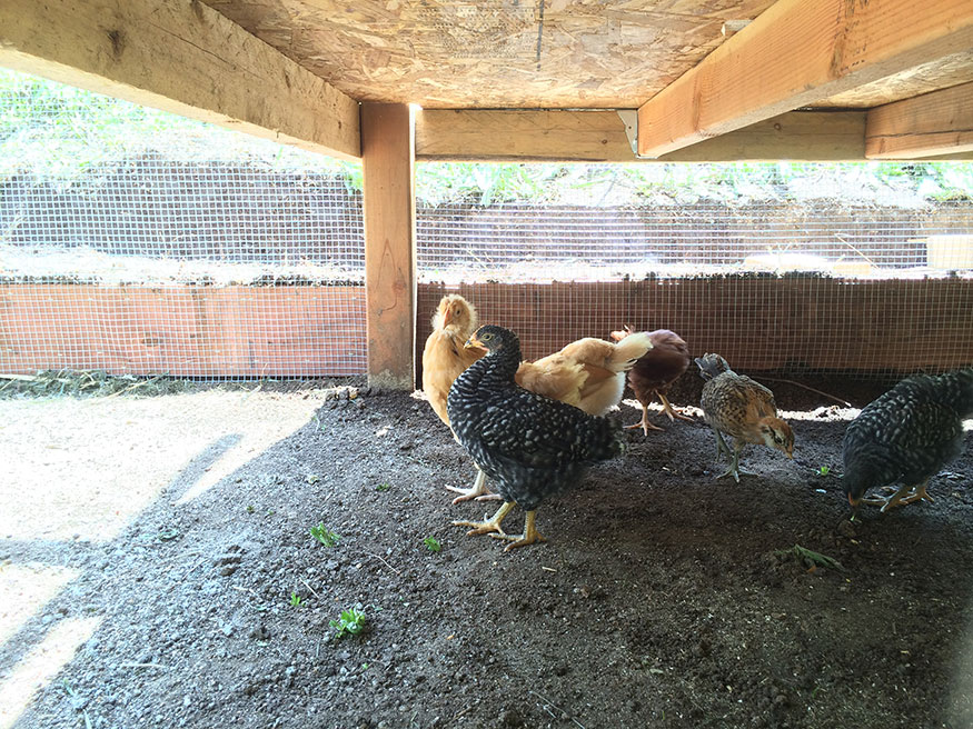 Shade under the coop of the little chickies.