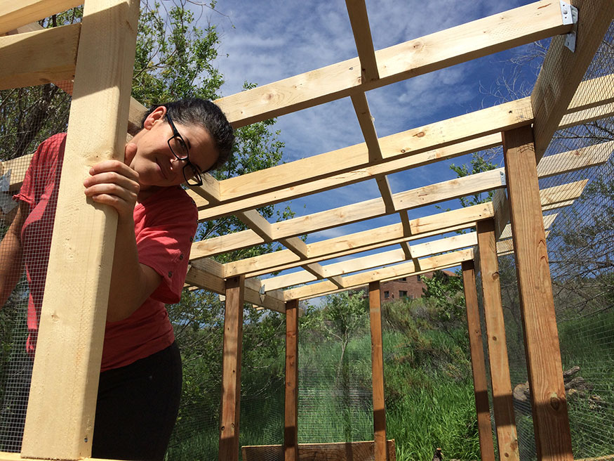 Roof Preparation for the Chicken Coop and Run