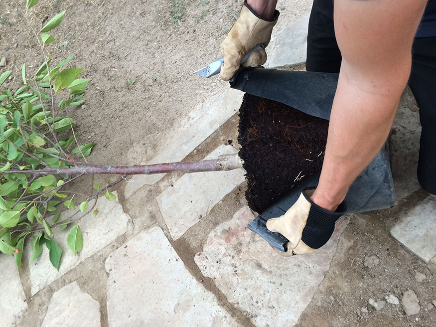 Removing a Fruit Tree from the Plastic Container