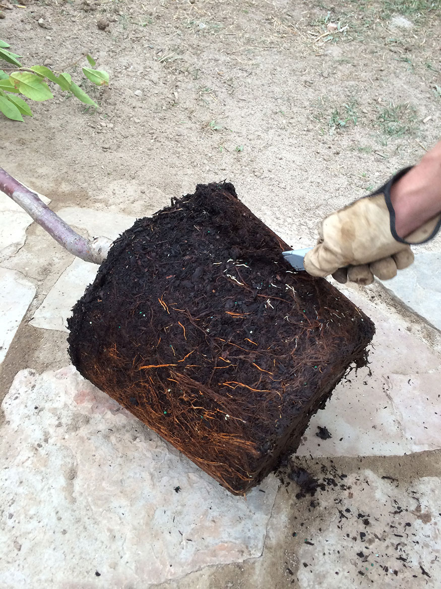Score the Root Ball When Planting a Tree