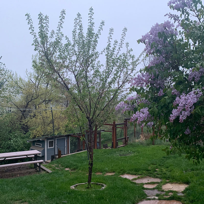 Late May Rain in Foothills of Colorado