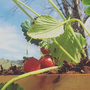 Strawberries do well in Colorado