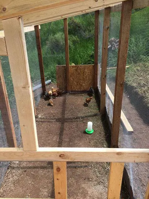 Introducing Chickens to the Run