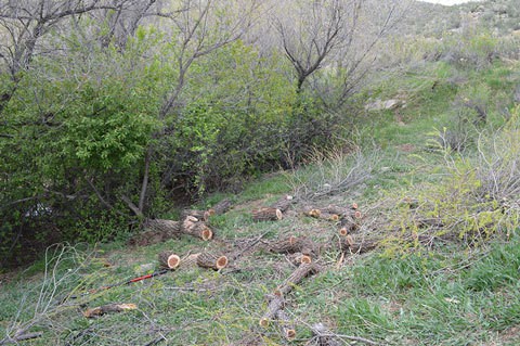 Preparing the Land for a Chicken Coop