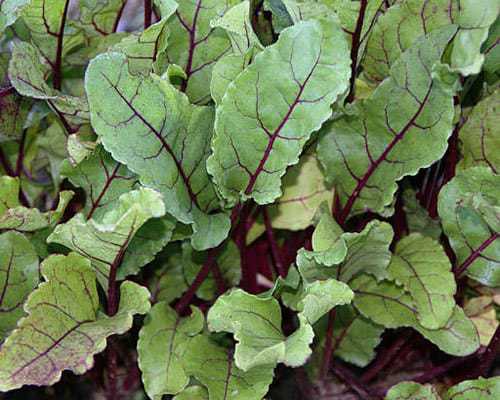 Beet Greens Growing in the Garden