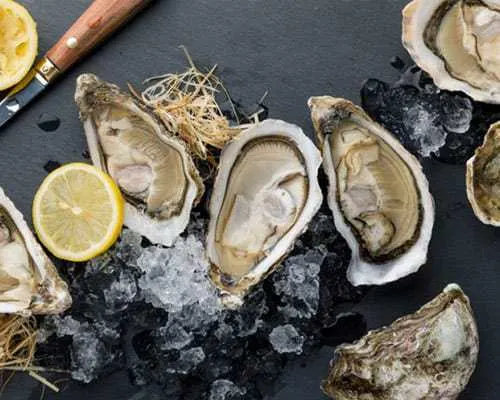 Oysters