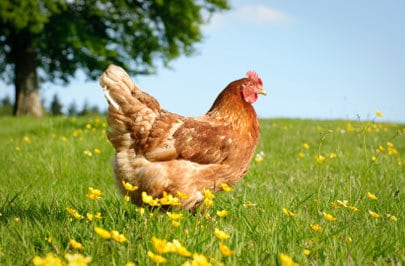 Free Range Chicken Free Range Chicken