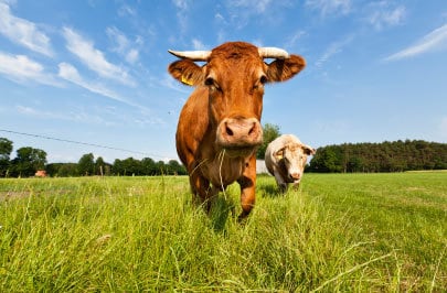 Grass Fed Beef Grass Fed Beef