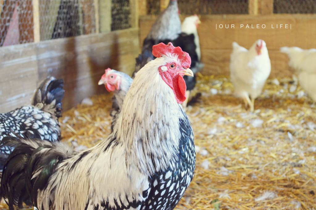 Rooster