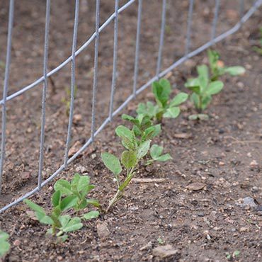 Colorado Garden Plant After May 15th Colorado Garden Plant After May 15th