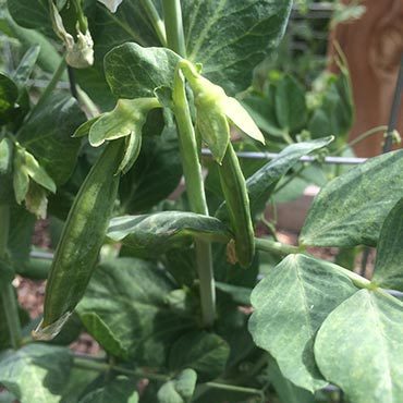 Fun Snack Garden Peas Fun Snack Garden Peas