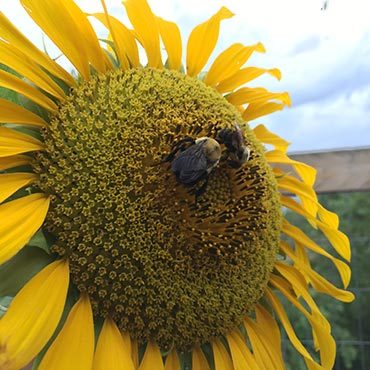 Garden Sunflowers Garden Sunflowers
