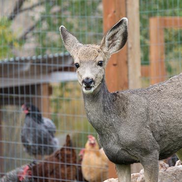 Keep the Deer Out Gardening Keep the Deer Out Gardening