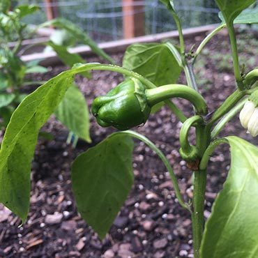 Peppers Doing Well in Colorado Garden Peppers Doing Well in Colorado Garden