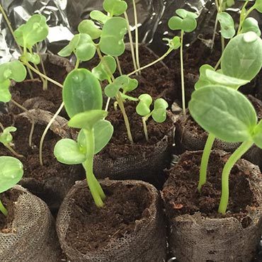 Prepare Your Garden Inside Prepare Your Garden Inside