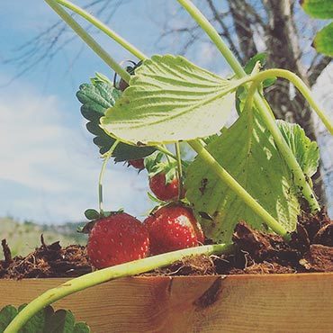 Strawberries do well in Colorado Strawberries do well in Colorado