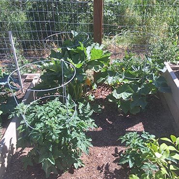 Tomatos and Zucchini Tomatos and Zucchini