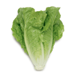 Romaine Lettuce Romaine Lettuce