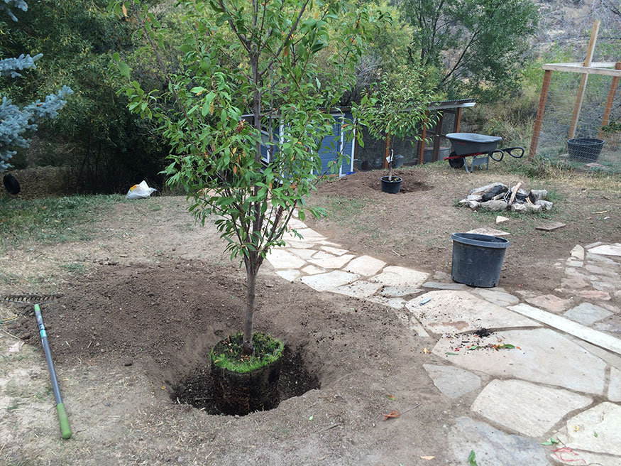 Planting a Plum Tree in Colorado
