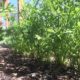 Colorado Vegetable Garden | High Elevation Gardening Guide