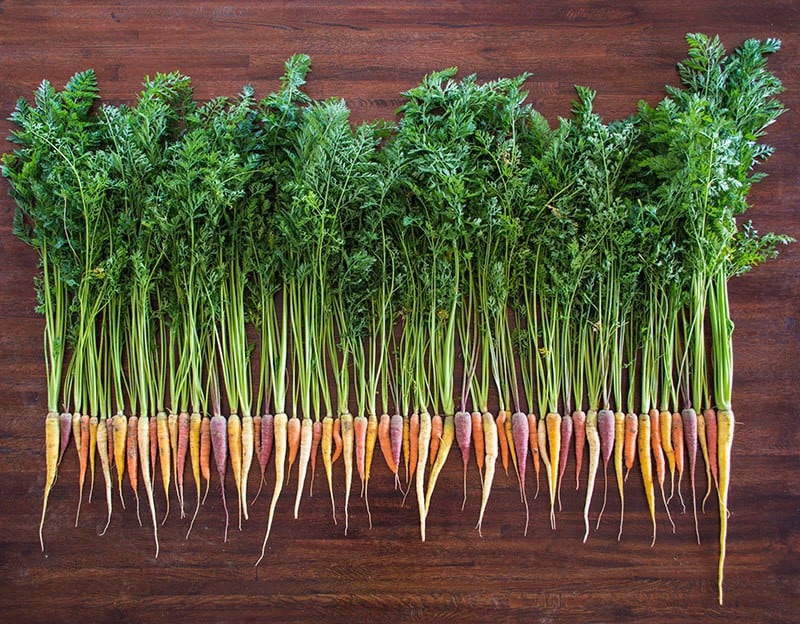 Rainbow Blend Carrots in our High-Altitude Colorado Garden