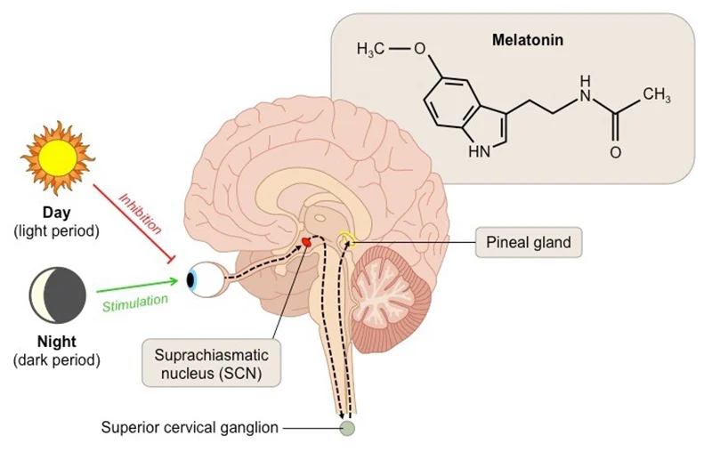 Melatonin Production