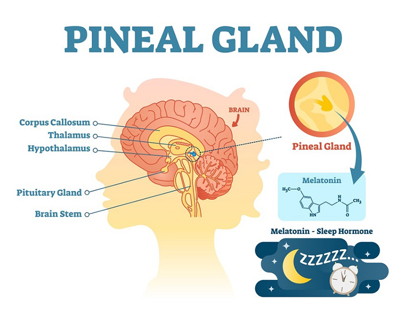 Pineal Gland