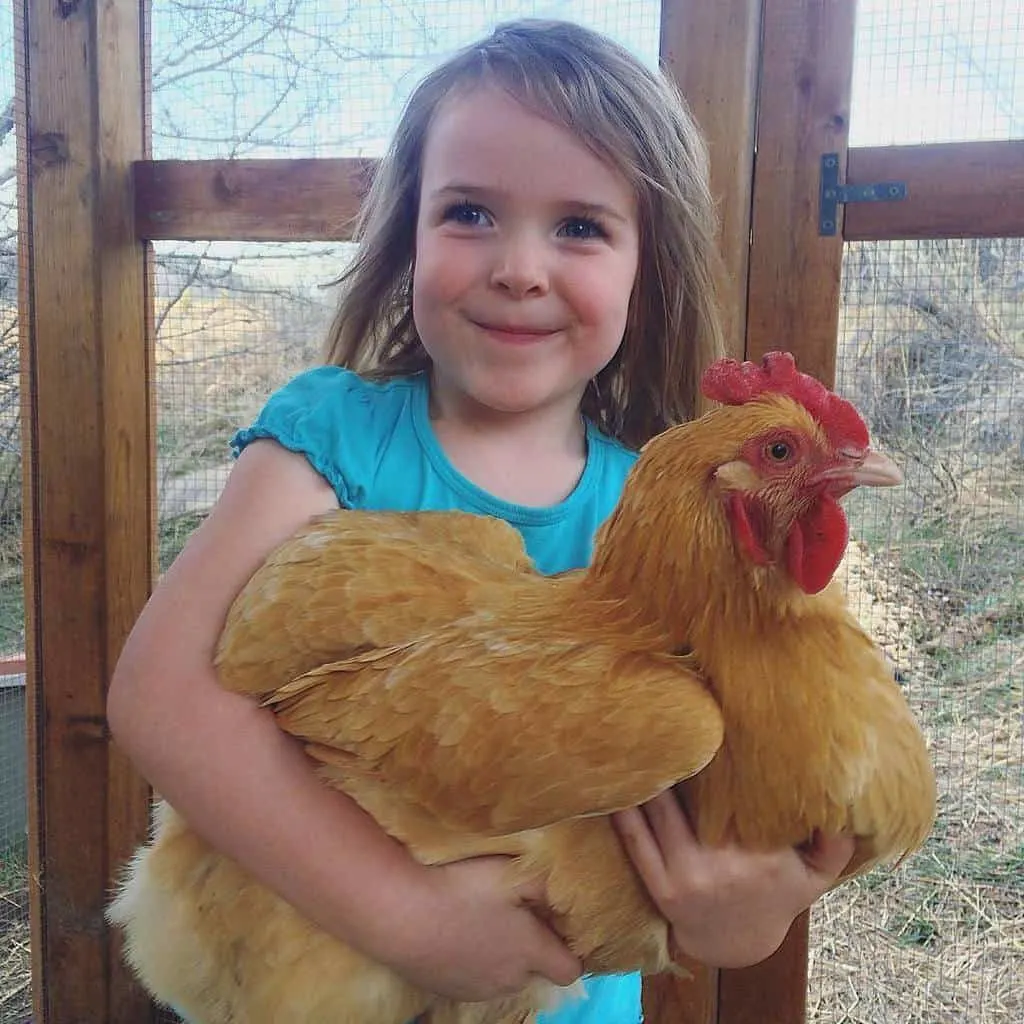 Buff Orpington Chicken