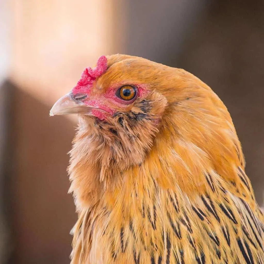 Americana/Easter Egger Chicken