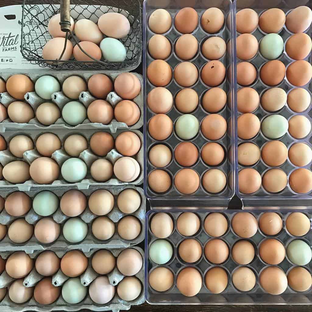 Eggs for Days