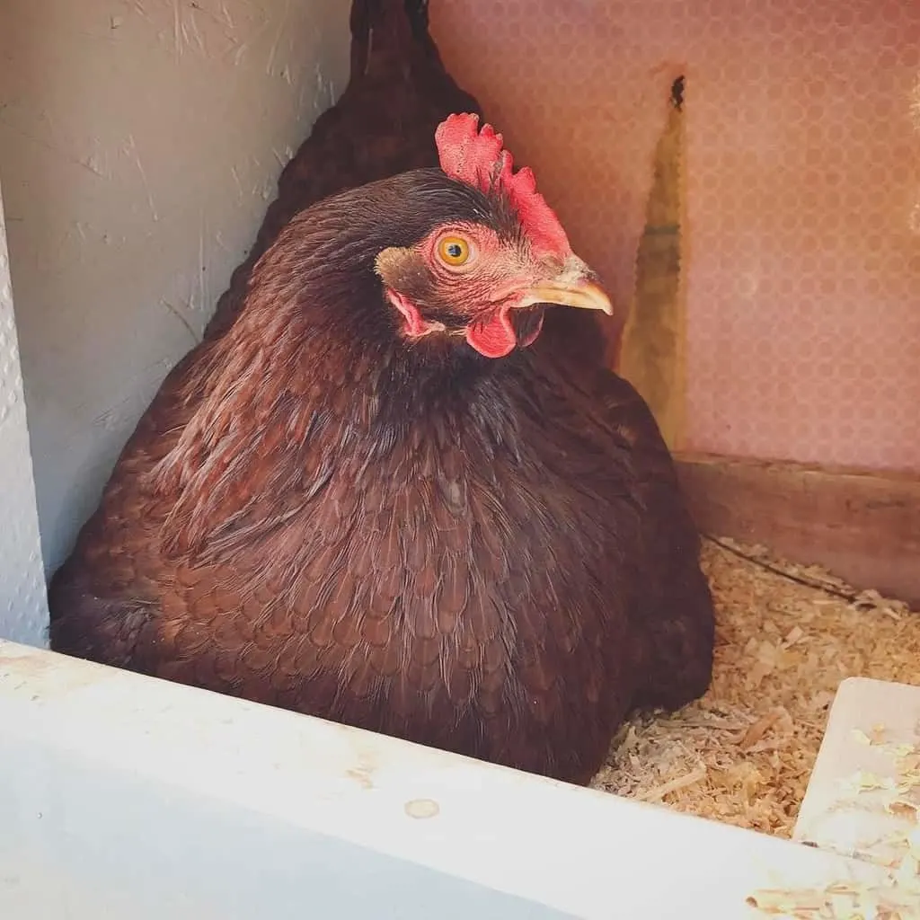 Rhode Island Red Chicken