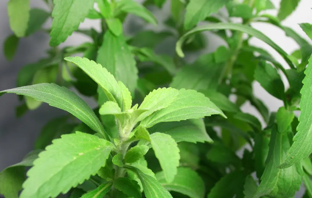 Is Stevia Safe?