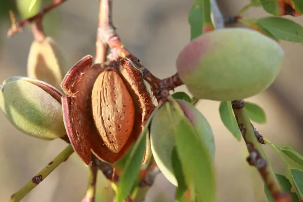 Tree Nuts (Almond) & Sperm Quality