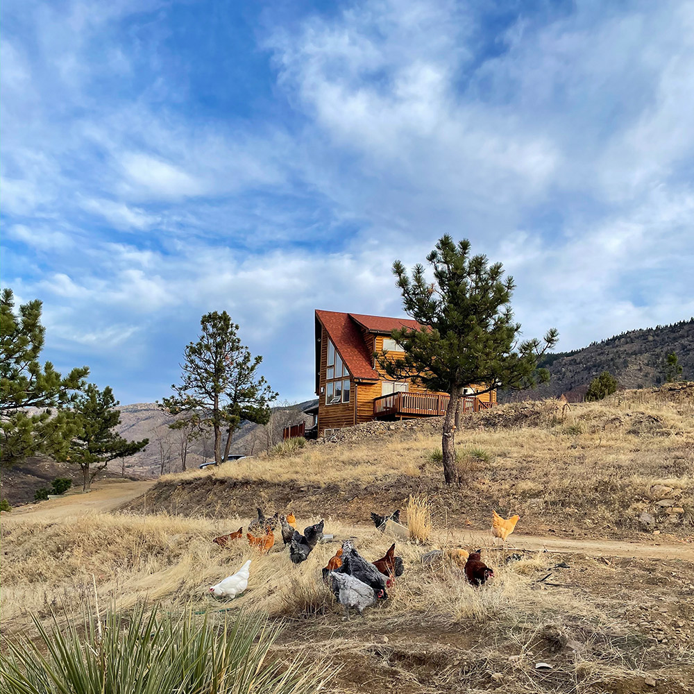 Buckhorn Cliffs Winter Chickens