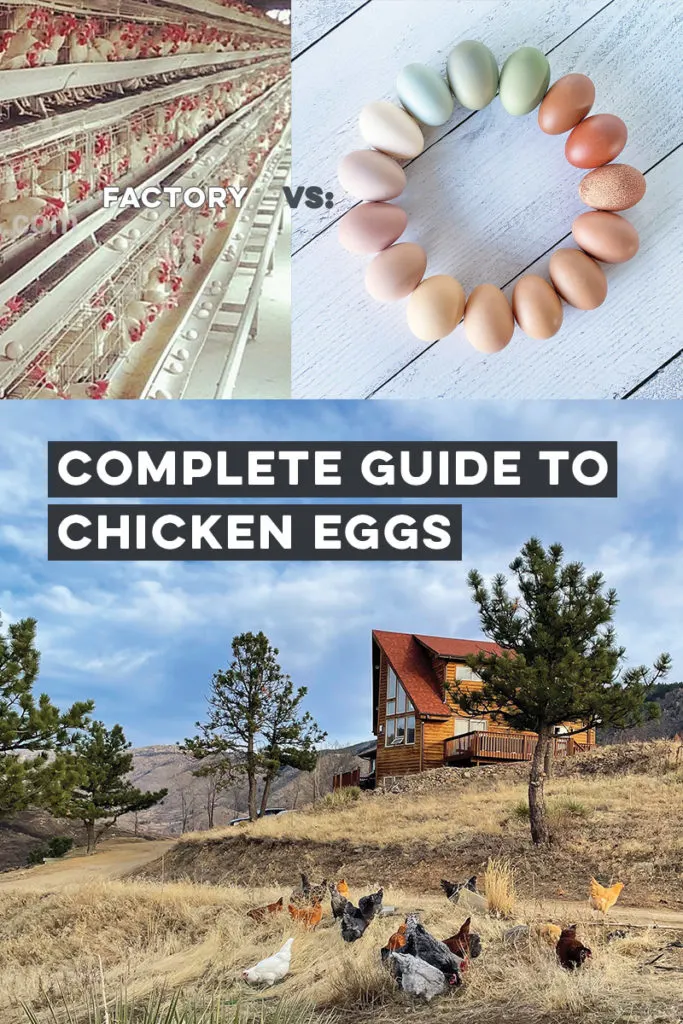 Complete Guide to Chicken Eggs - Everything you NEED to Know