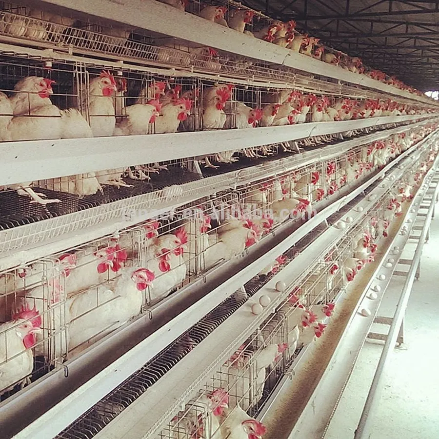 Factory Chicken Farm