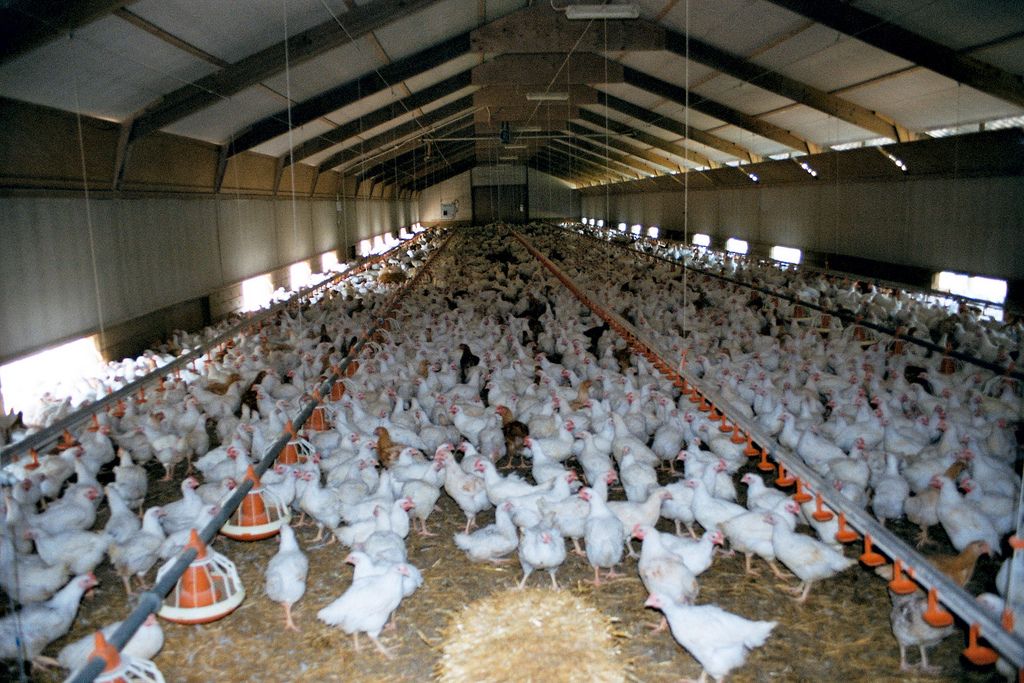 "Free Range" Chickens