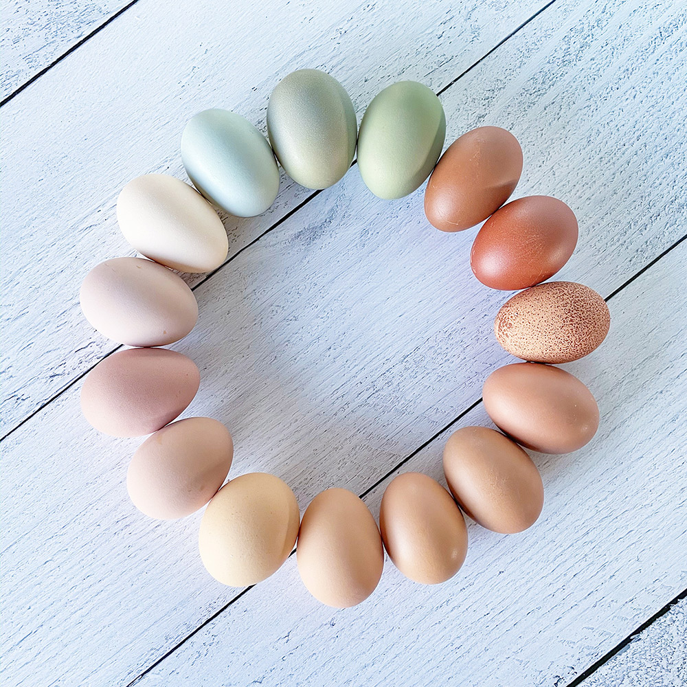 Pretty Egg Colors from Buckhorn Cliffs - Chicken Egg Colors