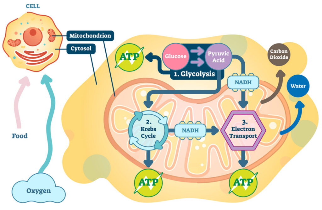 Understanding Sugar Burners & Glucose