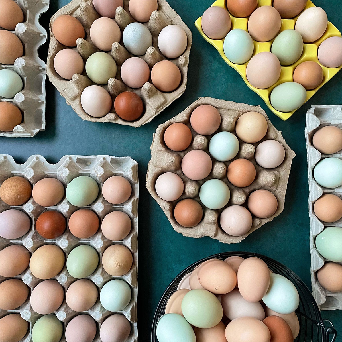 Chicken Breeds for a Colorful Basket of Eggs + Top 6 Breeds by Egg Color