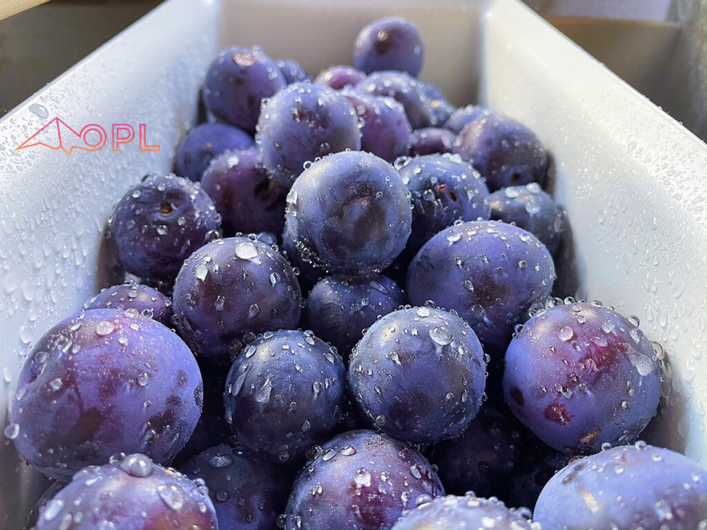 Freshly washed plums