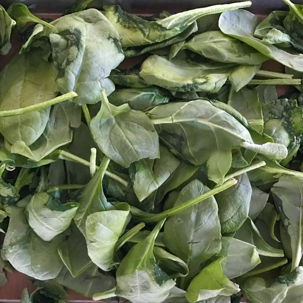Freeze Dried Spinach Leaves
