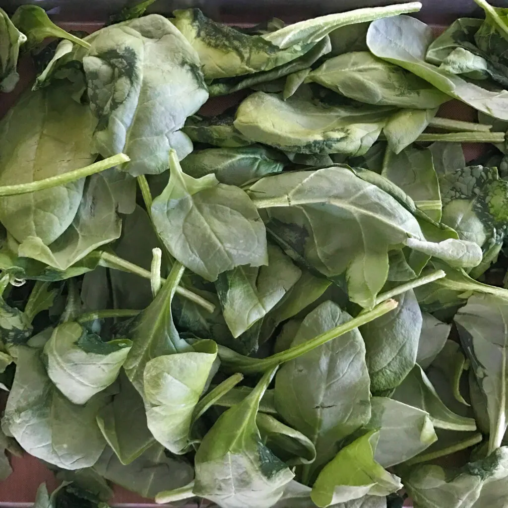 Freeze Dried Spinach Leaves