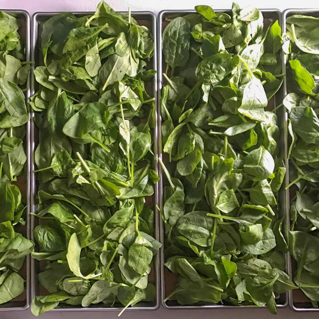 Fresh Spinach Leaves Ready for the Freeze Dryer