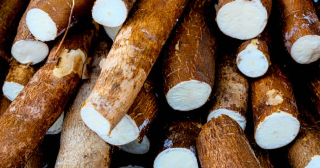 Cassava