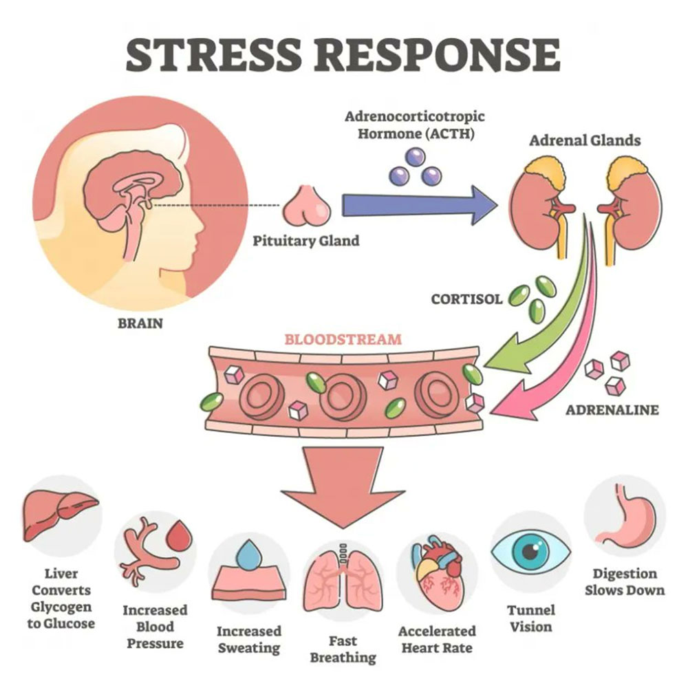 Stress Response